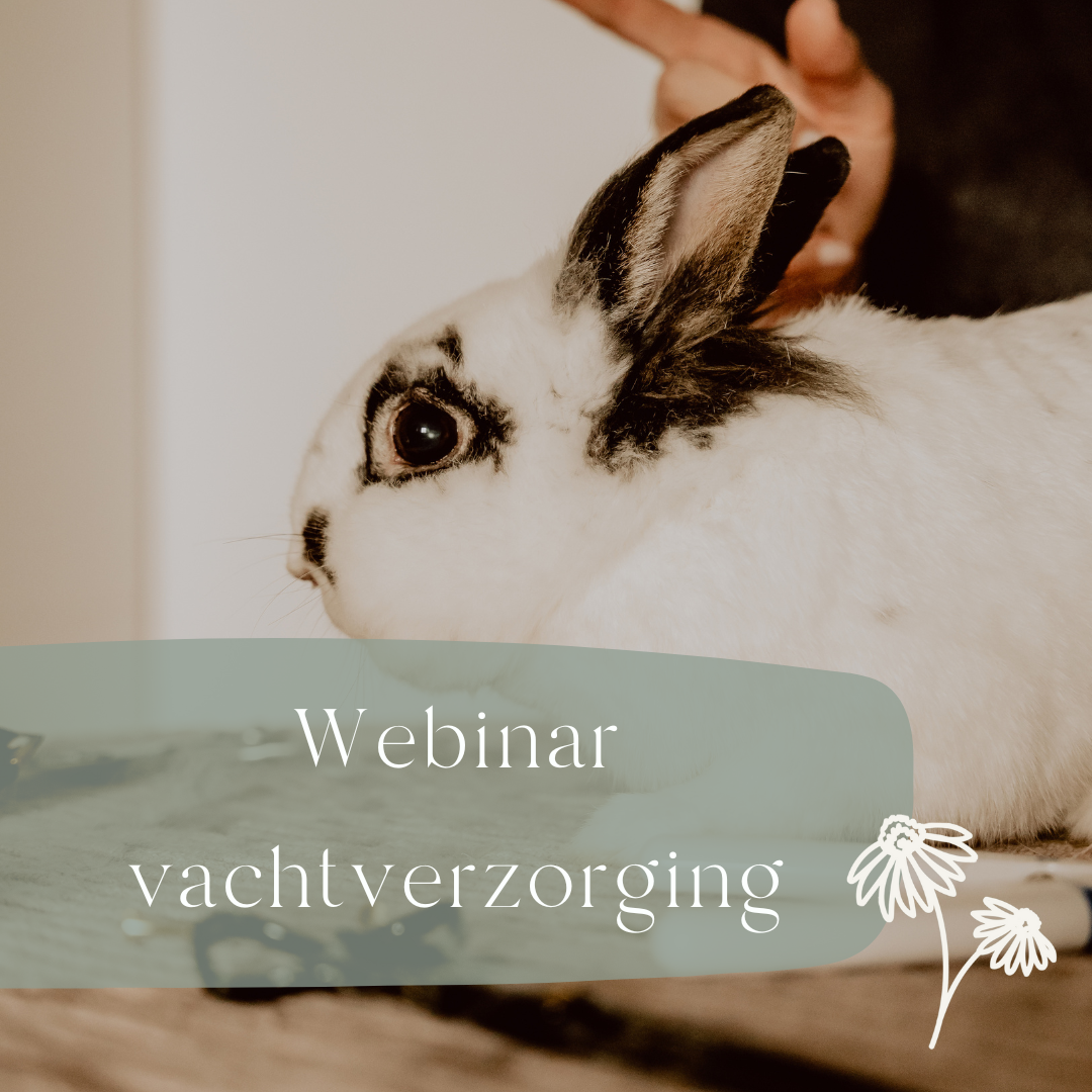 Webinar 'Coupeke ontploft' vachtverzorging voor jouw konijn