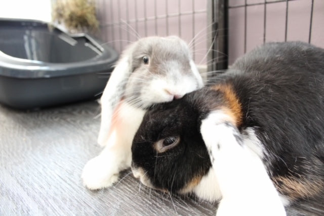 Konijn met extra zorgbehoefte bij Flopping Lops special care opvang