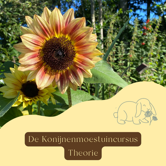 Cursus: De Konijnenmoestuin - Theorie (online)
